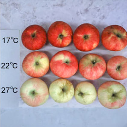 昼温が高いとリンゴの着色が悪い（農林水産省果樹研究所）テンミント