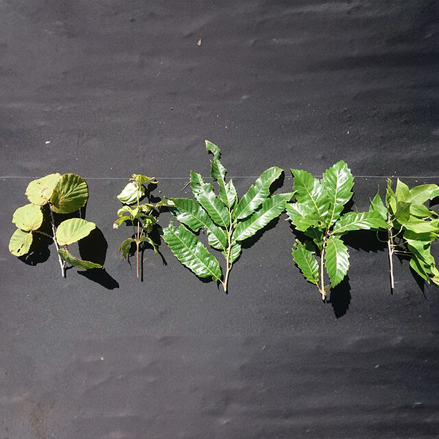 腐葉土に良い種類。左からハシバミ、ヤマボウシ、クリ、コナラ、フウ