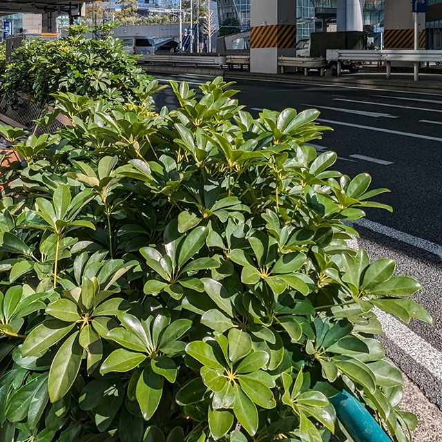 都心部では傷みもなく越冬するシェフレラ