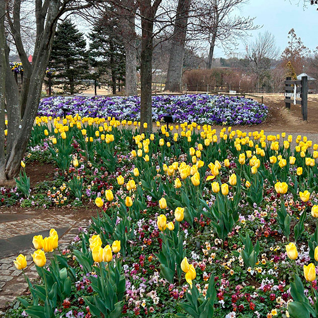 ふなばしアンデルセン公園アイスチューリップ