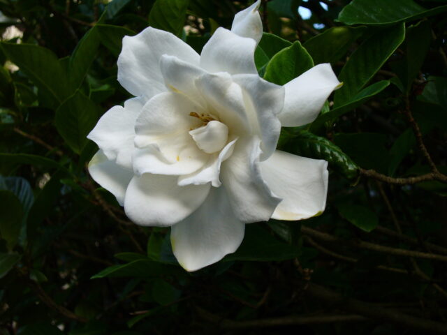 大芳香木_八重クチナシ