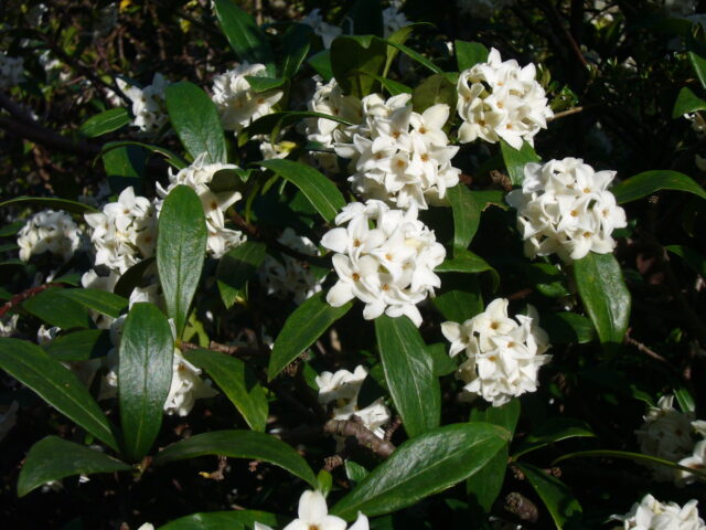 大芳香木_白花ジンチョウゲ