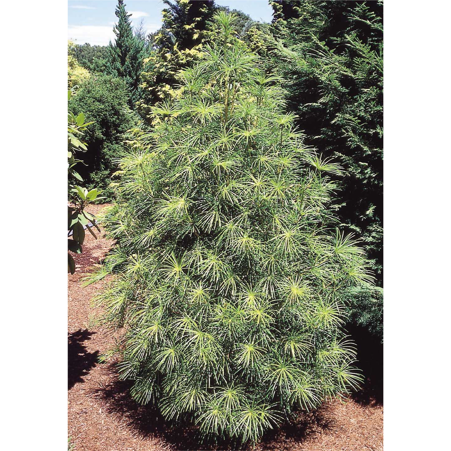 大株 コウヤマキ 約:140cm【高野槙/ホンマキ/常緑針葉樹/根巻】18