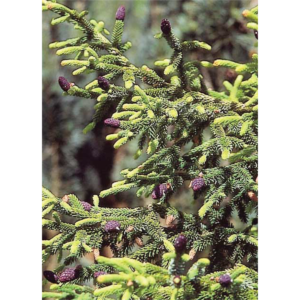 コーカサストウヒ ‘オーレア’　初夏　雌花（紫色）と雄花（茶色）