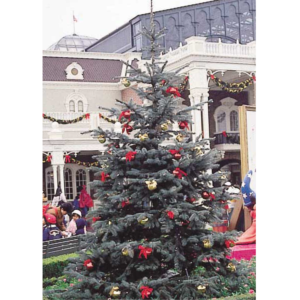 コロラドトウヒ ‘コースター’　冬　クリスマスの飾りをつけて